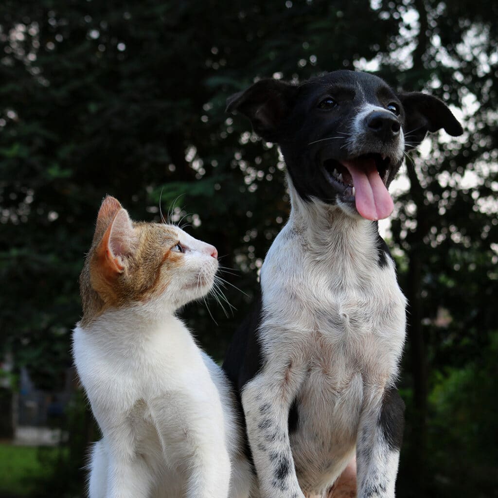 A dog and a cat