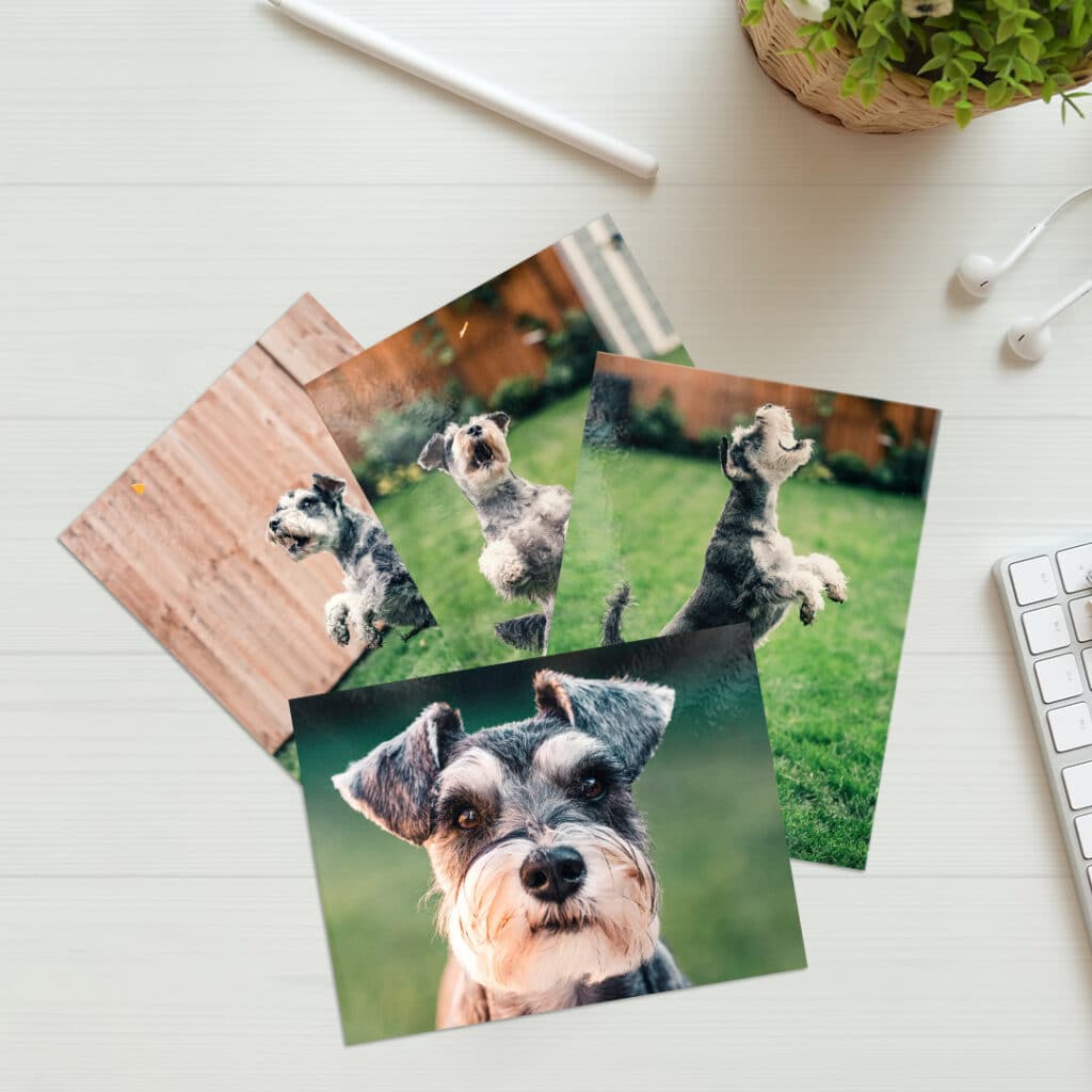 Photo prints of a dog on a table